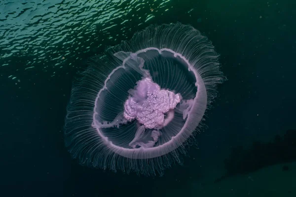 Kızıl Deniz Deki Denizanaları Renkli Güzel — Stok fotoğraf