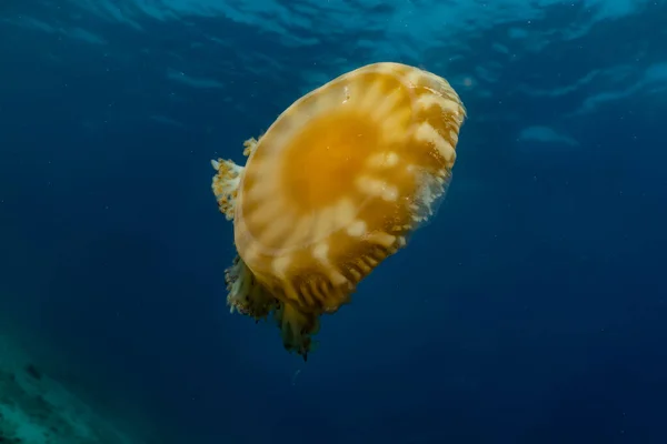 Méduses Dans Mer Rouge Coloré Beau — Photo