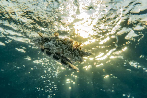 Maneter Röda Havet Färgglada Och Vackra — Stockfoto