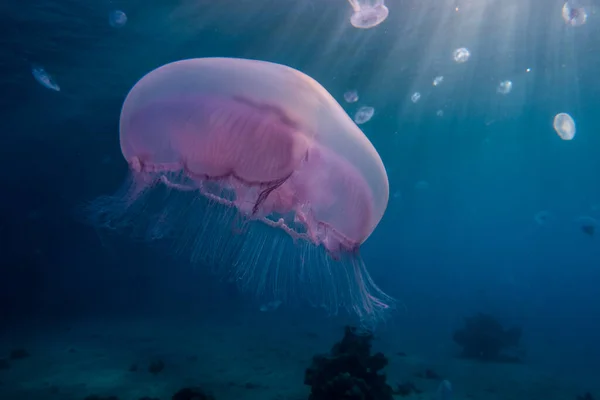 Jelly Fish Rode Zee Kleurrijk Mooi — Stockfoto