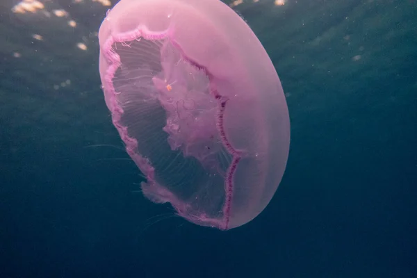 Méduses Dans Mer Rouge Coloré Beau — Photo