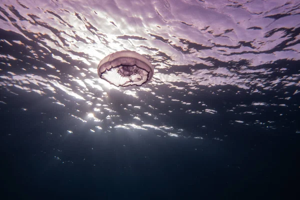 Jelly Ψάρια Στην Ερυθρά Θάλασσα Πολύχρωμα Και Όμορφα Eilat Ισραήλ — Φωτογραφία Αρχείου