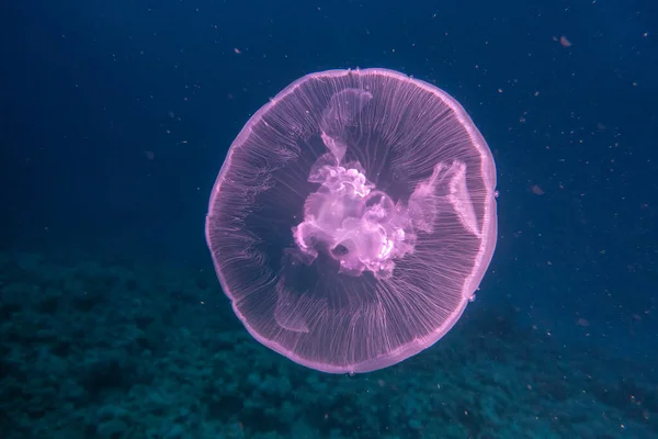 Jelly Hal Vörös Tenger Színes Gyönyörű Eilat Izrael — Stock Fotó