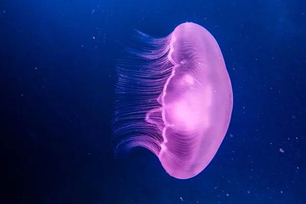 Jelly Fish Rode Zee Kleurrijk Mooi Eilat Israël — Stockfoto