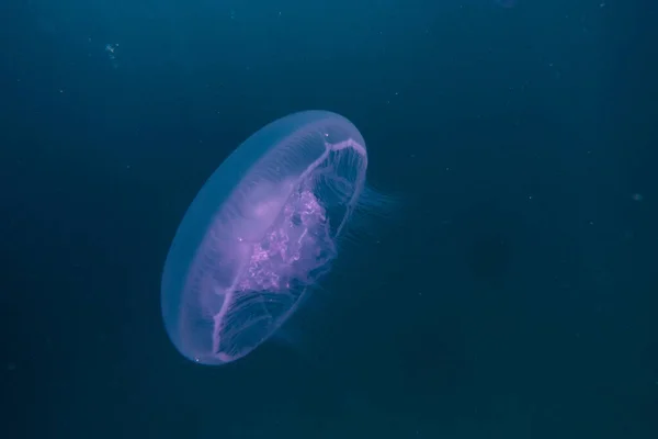 Jelly Hal Vörös Tenger Színes Gyönyörű Eilat Izrael — Stock Fotó