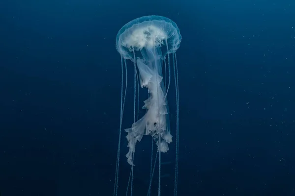 Jelly Hal Vörös Tenger Színes Gyönyörű Eilat Izrael — Stock Fotó