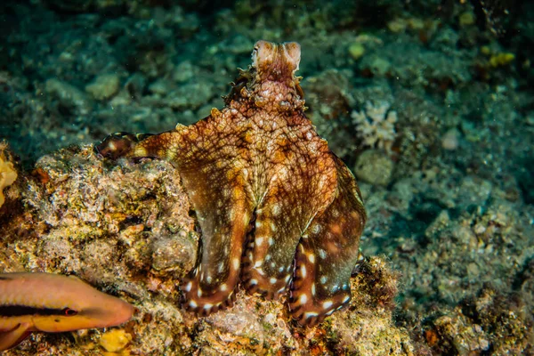 Octopus King Camouflage Red Sea Eilat Israel — Stock Photo, Image