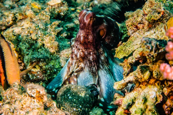 Kızıl Deniz Deki Kamuflajın Kralı Eilat Israel — Stok fotoğraf