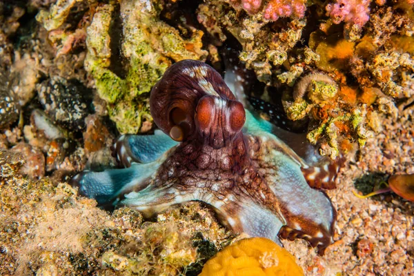 Octopus Koning Van Camouflage Rode Zee — Stockfoto