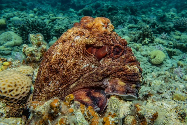 Bläckfisk Kung Kamouflage Röda Havet — Stockfoto