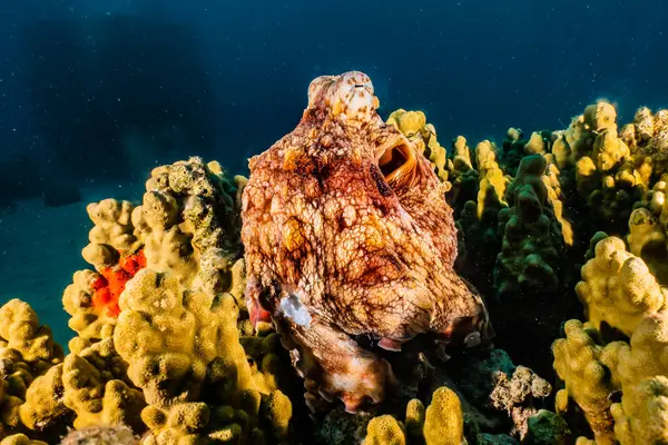 紅海でのカモフラージュのタコ王 — ストック写真