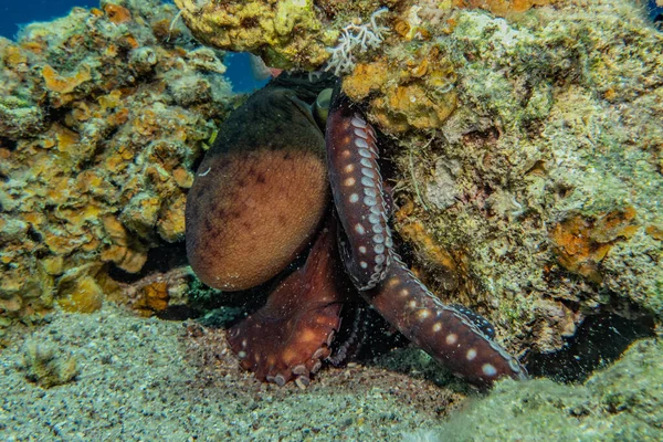 Poulpe Roi Camouflage Dans Mer Rouge — Photo