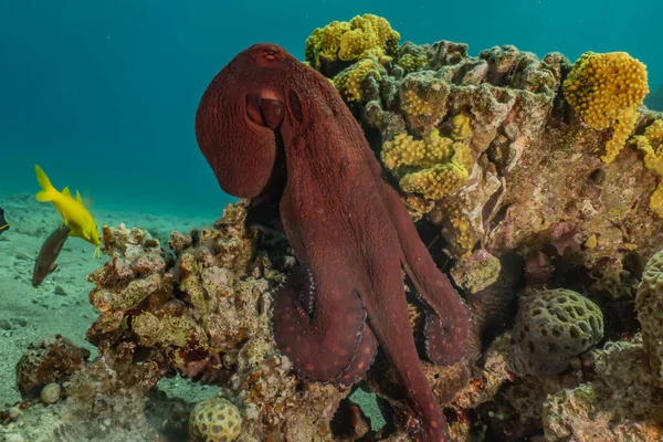 Octopus king of camouflage in the Red Sea