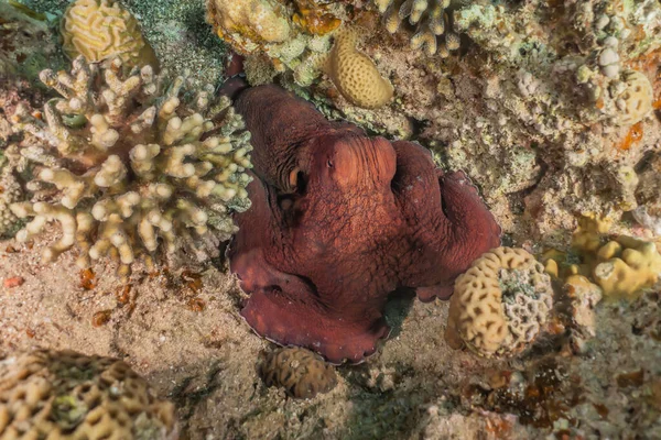 Kızıl Deniz Kamuflajın Kralı Ahtapot — Stok fotoğraf
