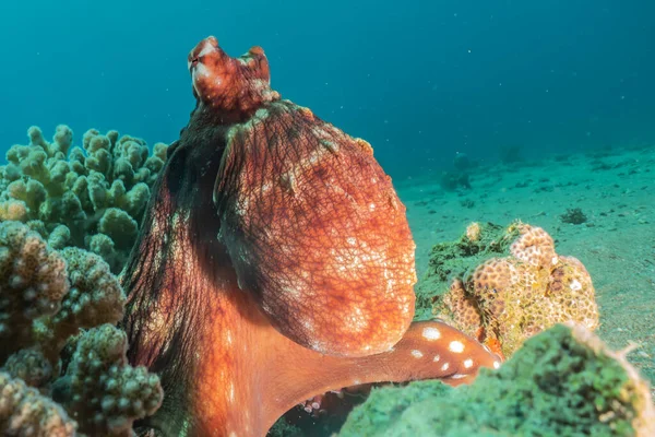 Oktopuskönig Der Tarnung Roten Meer — Stockfoto