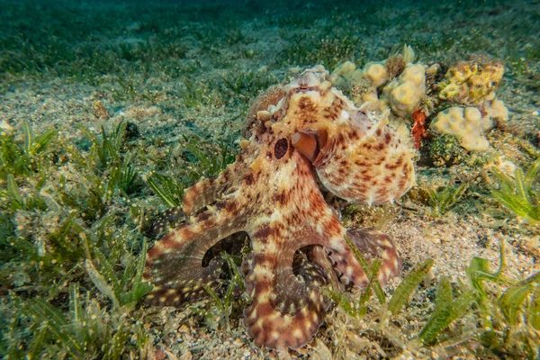 Octopus king of camouflage in the Red Sea