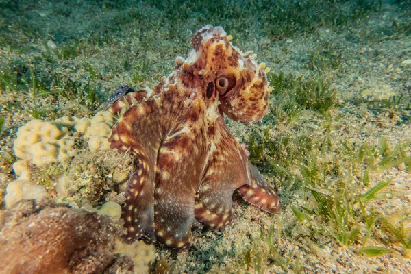 Octopus king of camouflage in the Red Sea