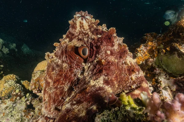 Octopus king of camouflage in the Red Sea