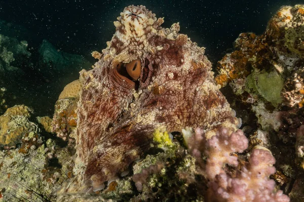 Oktopuskönig Der Tarnung Roten Meer — Stockfoto