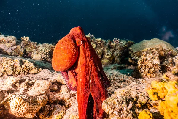 紅海でのカモフラージュのタコ王 — ストック写真