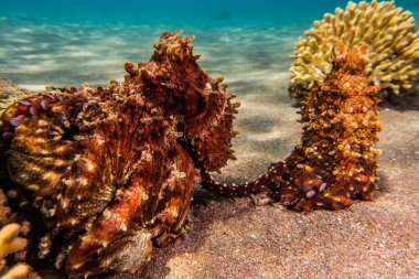 Kızıl Deniz 'de kamuflajın kralı ahtapot.