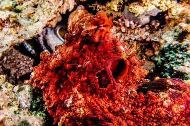 Kızıl Deniz 'de kamuflajın kralı ahtapot.