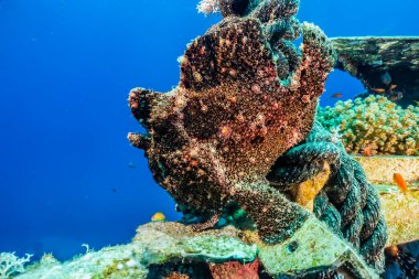 Kızıl Deniz 'de kamuflajın kralı ahtapot.
