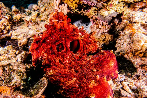 Octopus king of camouflage in the Red Sea