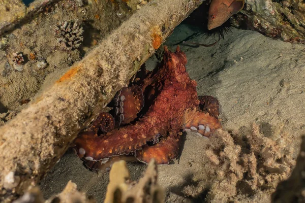 Oktopuskönig Der Tarnung Roten Meer — Stockfoto