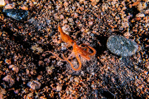 紅海でのカモフラージュのタコ王 — ストック写真