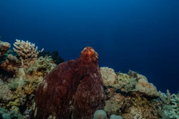 Octopus king of camouflage in the Red Sea