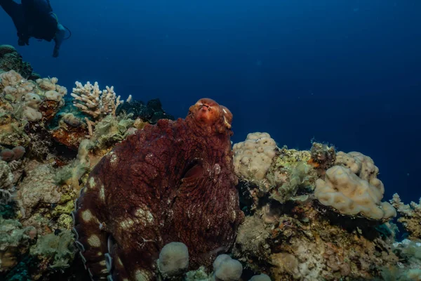 Octopus king of camouflage in the Red Sea