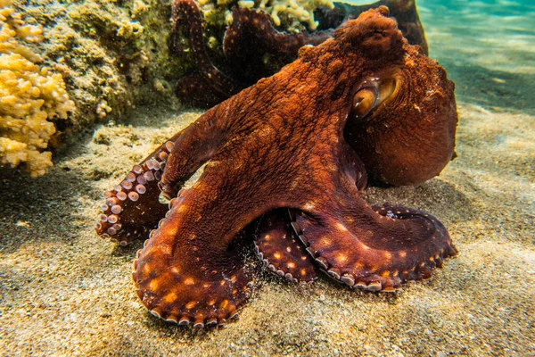 Octopus King Camouflage Red Sea Royalty Free Stock Photos