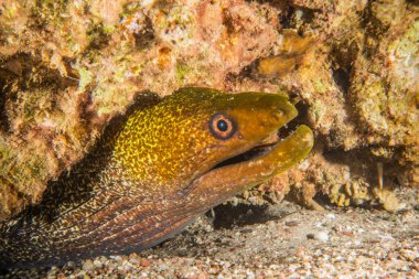 Moray eel Mooray lycodontis Kızıl Deniz 'de dalgalanma