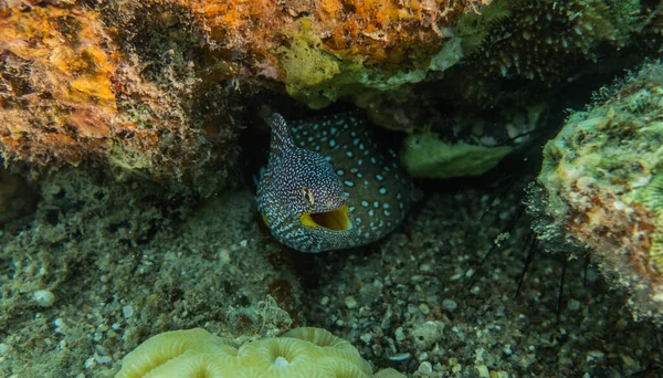 Moray Eel Mooray Lycodontis Undulatus Red Sea — Stock Photo, Image