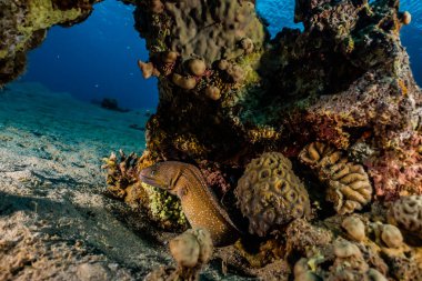 Moray eel Mooray lycodontis Kızıl Deniz 'de dalgalanma