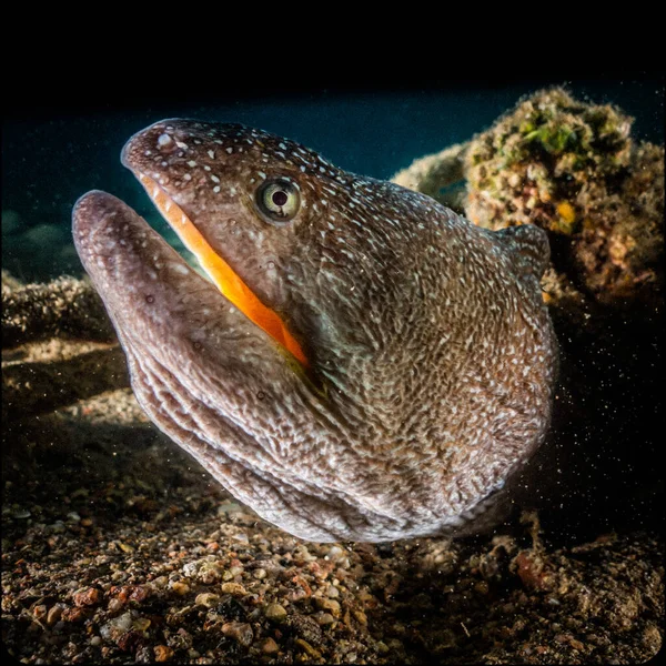 Moray Eel Mooray Lycodontis Undulatus Mar Rojo — Foto de Stock