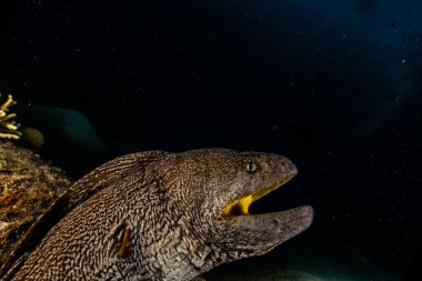 Moray eel Mooray lycodontis Kızıl Deniz 'de dalgalanma