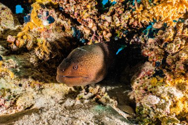 Moray eel Mooray lycodontis Kızıl Deniz 'de dalgalanma