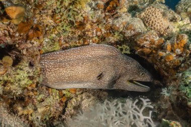 Moray eel Mooray lycodontis Kızıl Deniz 'de dalgalanma