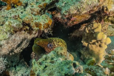 Moray eel Mooray lycodontis Kızıl Deniz 'de dalgalanma