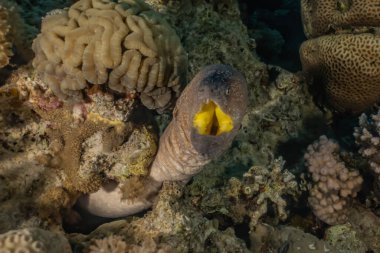 Moray eel Mooray lycodontis Kızıl Deniz 'de dalgalanma