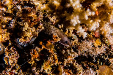 Moray eel Mooray lycodontis Kızıl Deniz 'de dalgalanma
