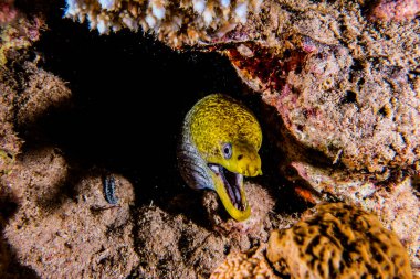 Moray eel Mooray lycodontis Kızıl Deniz 'de dalgalanma