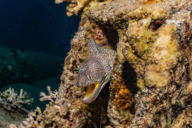 Moray eel Mooray lycodontis Kızıl Deniz 'de dalgalanma