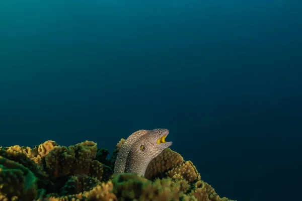 Moray Eel Mooray Lycodontis Undulatus Στην Ερυθρά Θάλασσα — Φωτογραφία Αρχείου