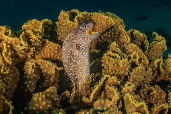 红海中的莫雷鳗鱼 Moray Eel Mooray Lycodontis Undulatus — 图库照片