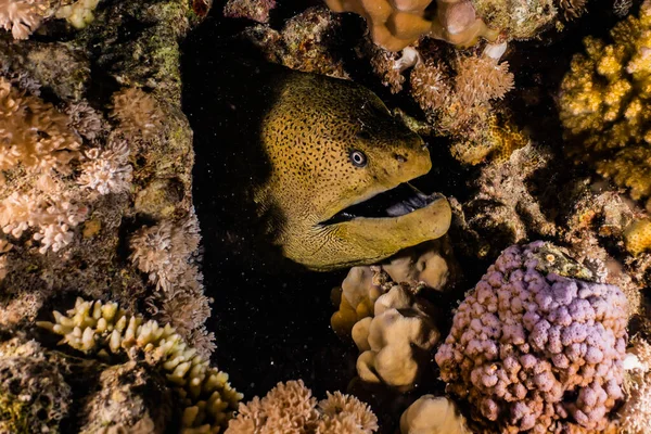 Moray Eel Mooray Lycodontis Undulatus Mar Rojo — Foto de Stock