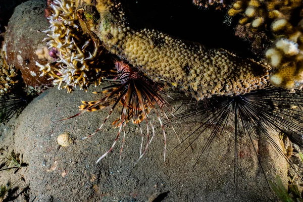 モライウナギ紅海でムーレイ リコドンティスの異常 — ストック写真