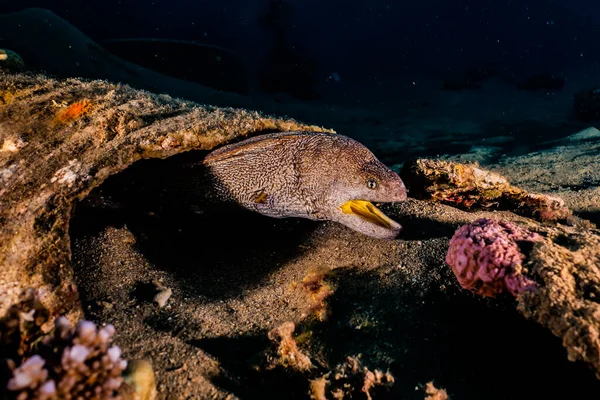 红海中的莫雷鳗鱼 Moray Eel Mooray Lycodontis Undulatus — 图库照片